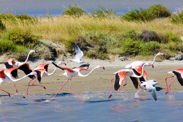 Camargue